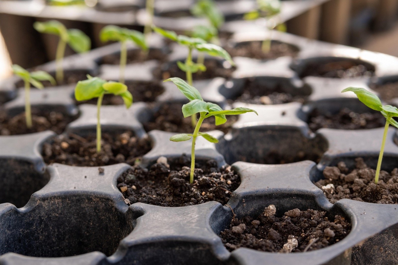 Small seedlings growing in soil as a symbol of gradual progress.